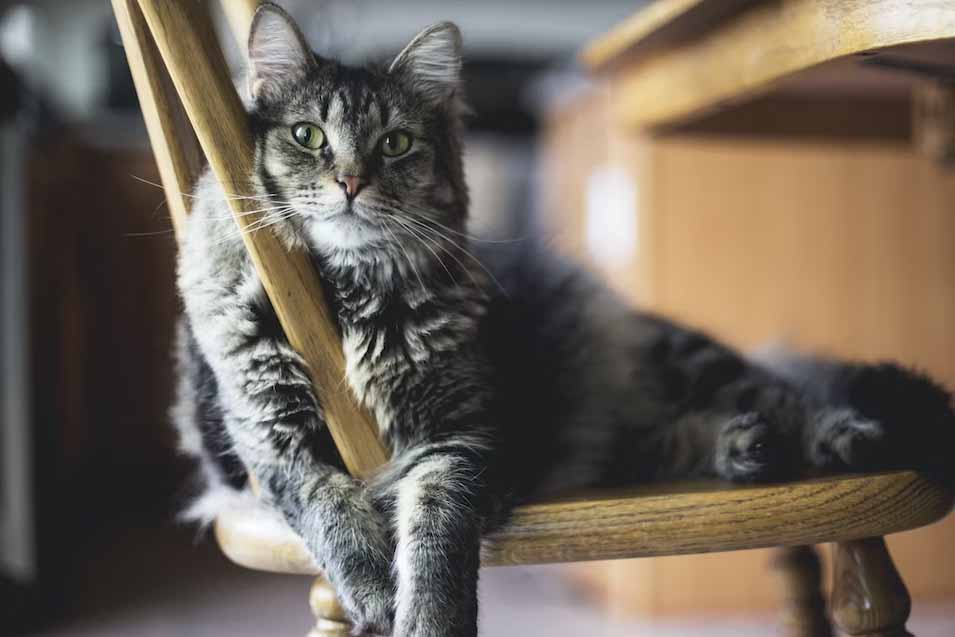 How to Keep Your Cat Purr-fectly Healthy: Wellness Considerations For Cats of All Ages