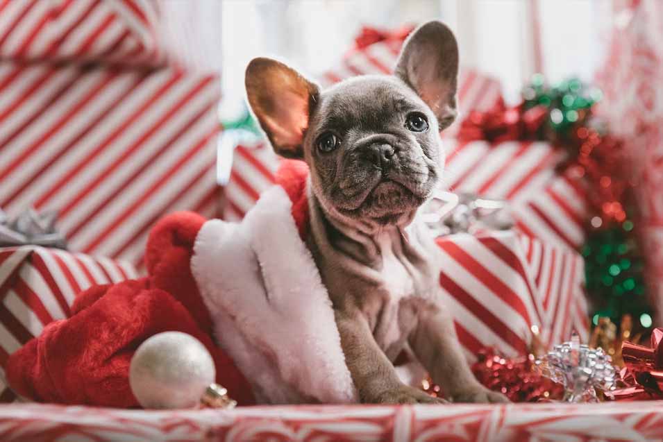What to Write in a Dog Christmas Card