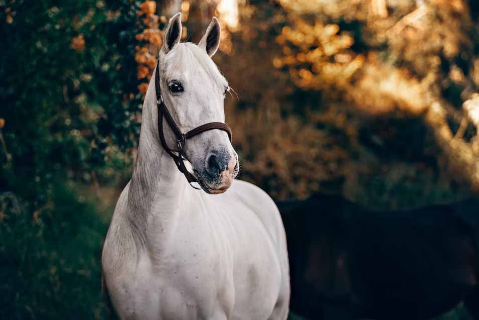Brushes for Horses: How to Choose the One That Best Suits Your Needs